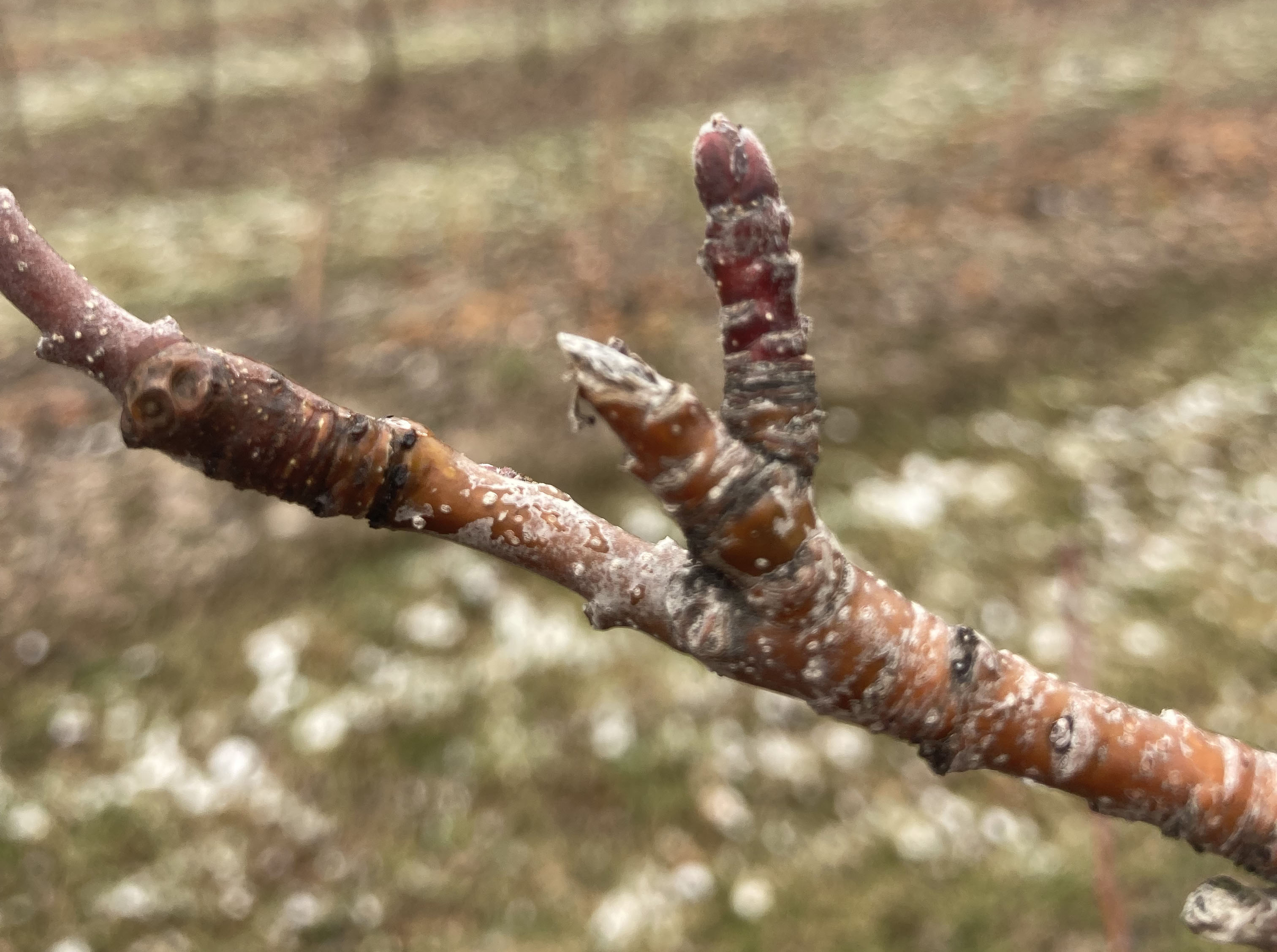 Honeycrisp apple bud.